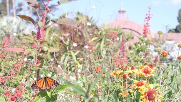A wide shot of a diverse array of wildflowers in a meadow, with a monarch butterfly fluttering among them. The scene should capture the vibrant colors and intricate details of the flowers, creating a visually appealing and informative image.