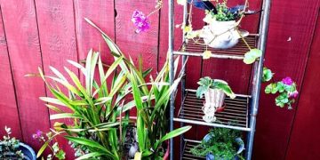 Vertical Garden Ideas: Small Space Herb & Veggie Paradise - Cover Image