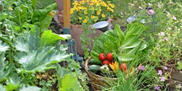 Build a Raised Garden Bed for Improved Soil Drainage: Beginner's Guide - Cover Image